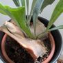 Staghorn Fern (Platycerium) - Galway - Pickup Only Image 4