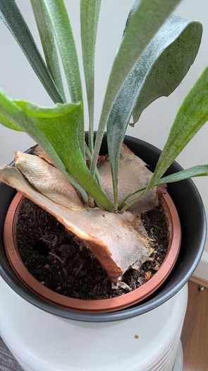Staghorn Fern (Platycerium) - Galway - Pickup Only