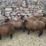 Spotted Dutch x Mule Ewe Lambs Image 2