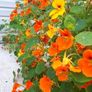 Nasturtium Seeds Image 2