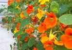 Nasturtium Seeds