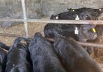 Angus and Hereford calves. Dairy herd.OnWholemilk