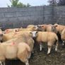Ewe lambs Image 2
