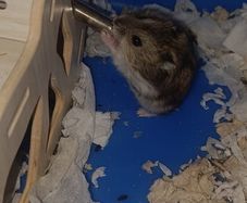 hamster