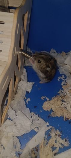 hamster