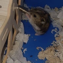 hamster
