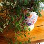 plant Image 3