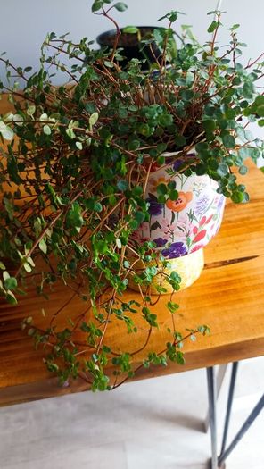 plant