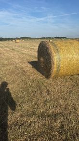 Hay