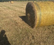 Hay