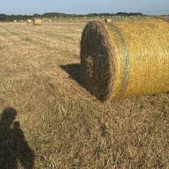 Hay