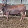 Red Angus bulls Image 6