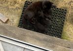 Kittens