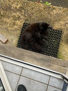 Kittens