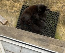 Kittens