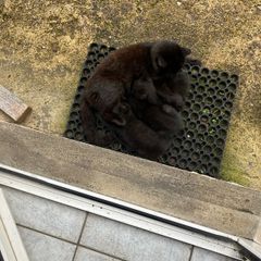 Kittens