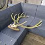 antlers Image 2