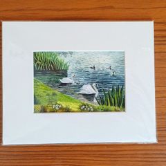 Print  "Swans & Signets , Tymon Park, Dublin by Andrew Gahan