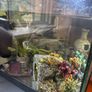 50l Fish tank and accessories Image 3
