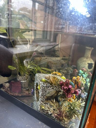 50l Fish tank and accessories