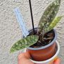Paphiopedilum Vinicolor Schwarze Madonna callosum Vinicolor, Rare Slipper Orchid Image 2