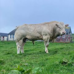 Pedigree Charolais Bull for sale