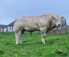Pedigree Charolais Bull for sale