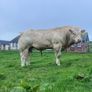 Pedigree Charolais Bull for sale Image 4