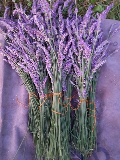 Lavender From Our Garden to Your Home