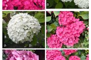 Shrubby hydrangeas brightens boarders