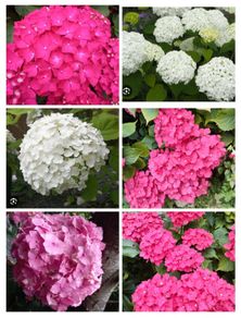 Shrubby hydrangeas brightens boarders