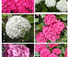 Shrubby hydrangeas brightens boarders