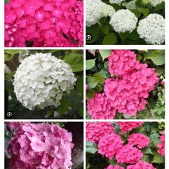 Shrubby hydrangeas brightens boarders