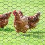 3mX0.4m Chicken Wire Mesh Roll,Chicken Wire Fence 25mm Hole Size,Strong Galvanized Wire Mesh Fence,Fine Mesh Garden Fence for DIY Craft Poultry Pet Rabbit Chicken Fence (FREE POSTAGE) Image 5