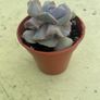 echeveria cubic frost Image 2