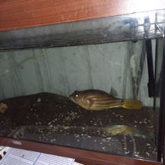Fish tanks