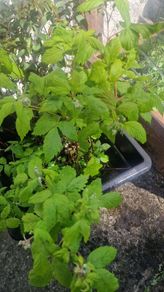 plant raspberry and fuchsia