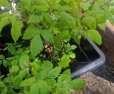 plant raspberry and fuchsia