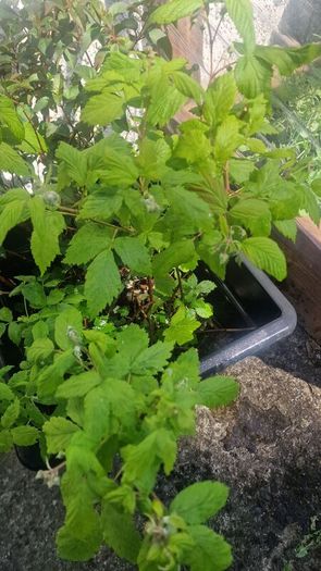 plant raspberry and fuchsia