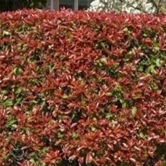 Red Robin Hedging Plants