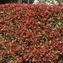 Griselina Hedging One Euro Image 7