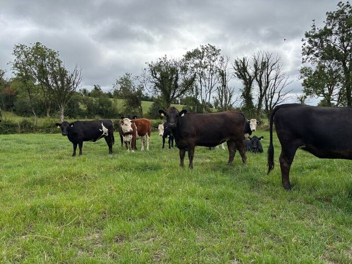 Angus and white head heifers