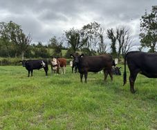 Angus and white head heifers