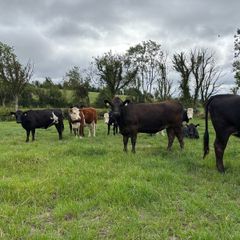 Angus and white head heifers