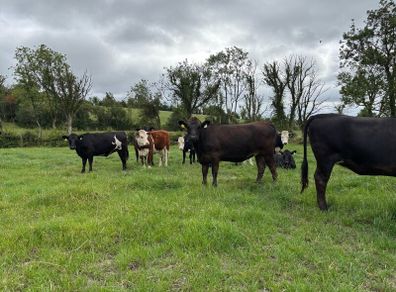 Angus and white head heifers
