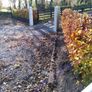 Copper Beech Hedging Image 8