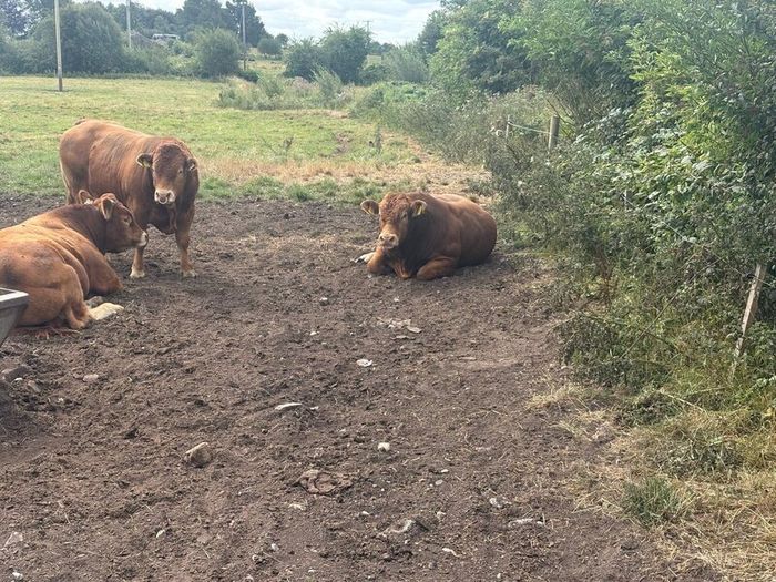Pedigree Limousin 5 Bulls