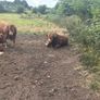 Pedigree Limousin 5 Bulls Image 9