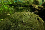 Malaysian trumpet snails