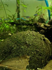 Malaysian trumpet snails